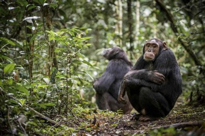 Why chimpanzees are dangerous