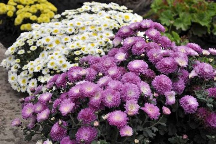 Why did my white mums turn purple