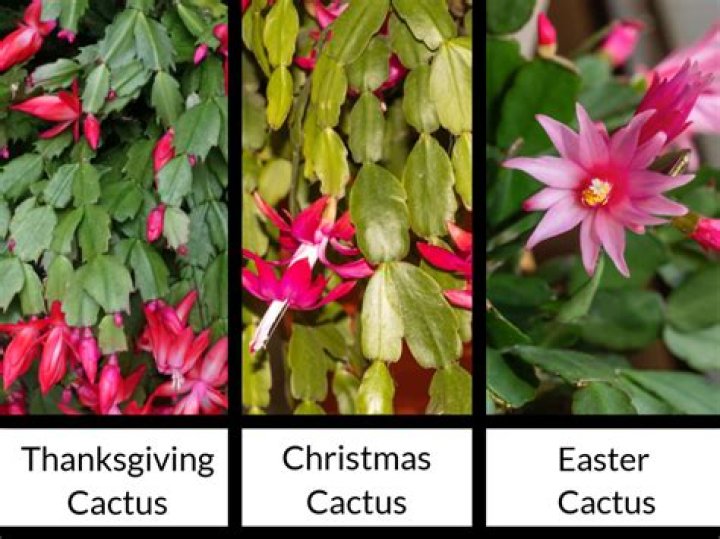 Why didnt my Christmas cactus bloom this year