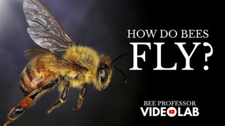 Why do bees fly around me