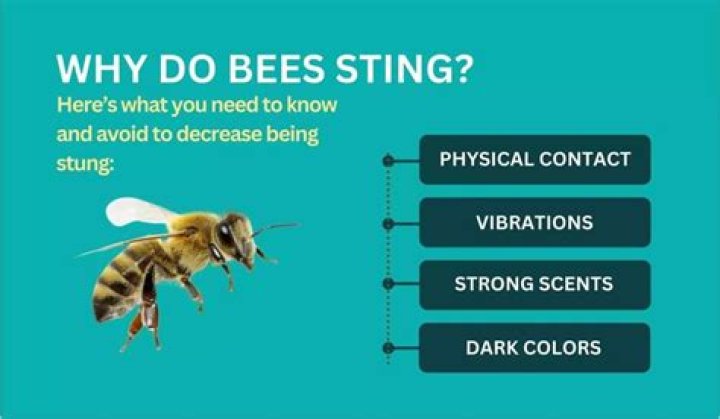 Why do bees sting me for no reason