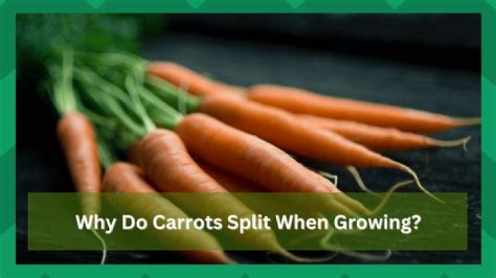 Why do carrots split