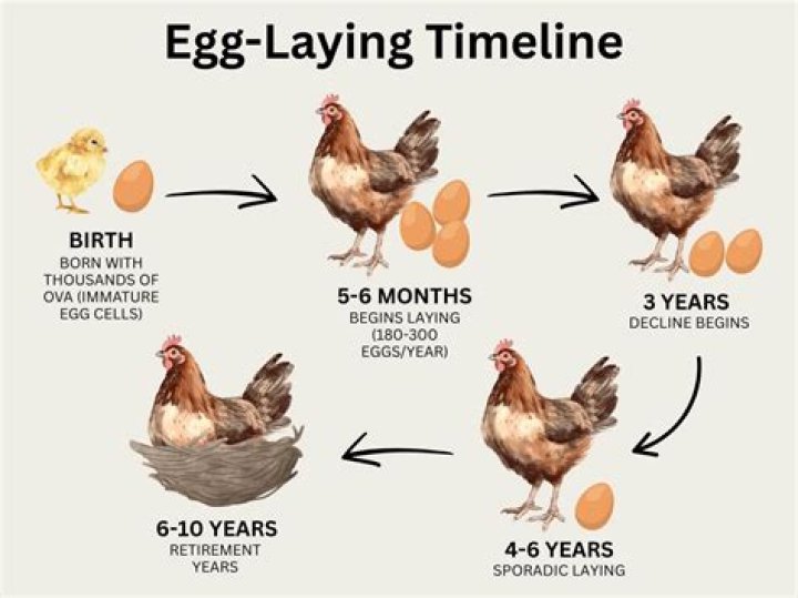 Why do chickens lay deformed eggs