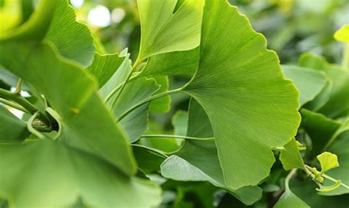Why do ginkgo trees smell