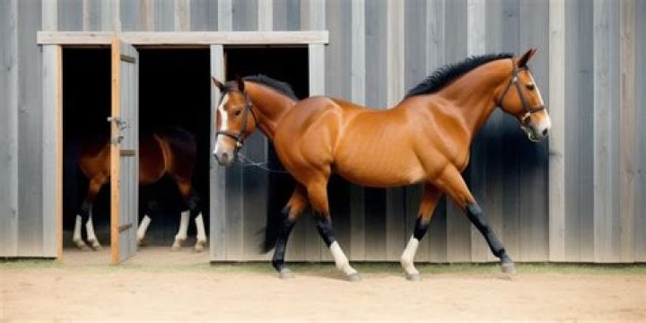 Why do horses crib on wood