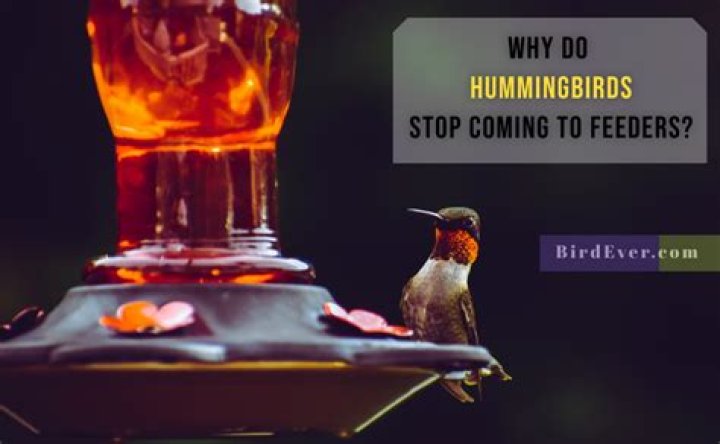 Why do hummingbirds stop coming to feeders