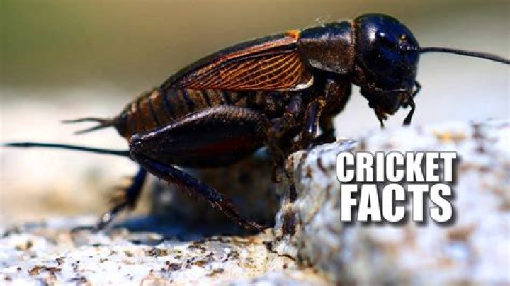 Why do I have field crickets in my house