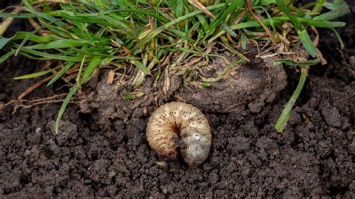 Why do I have grubs in my garden
