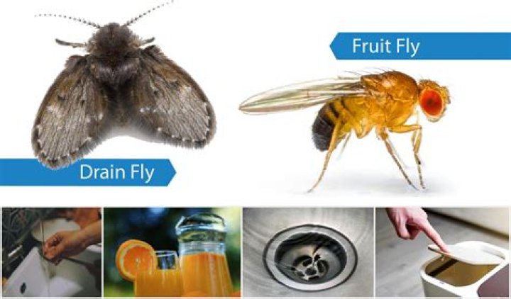 Why do I have loads of flies in my kitchen