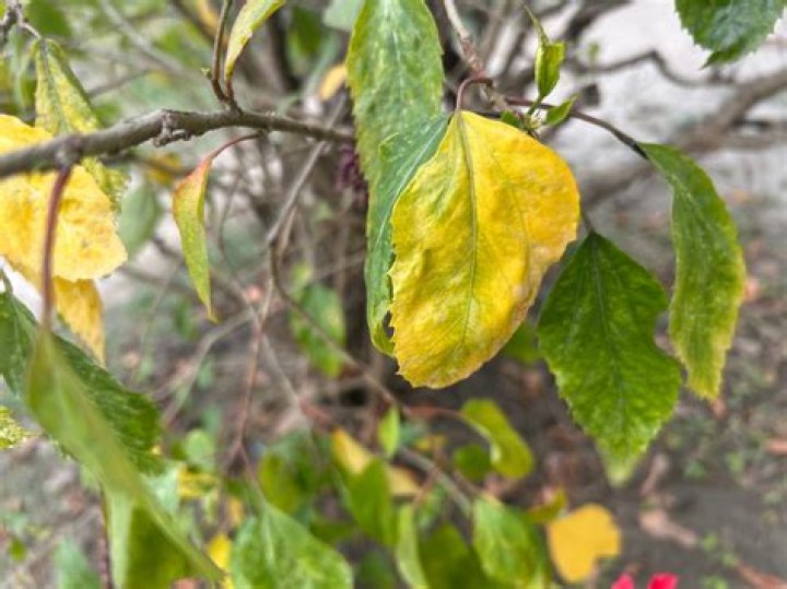 Why do leaves turn yellow on fruit trees