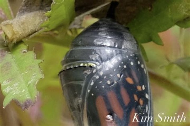 Why do monarch chrysalis have gold spots