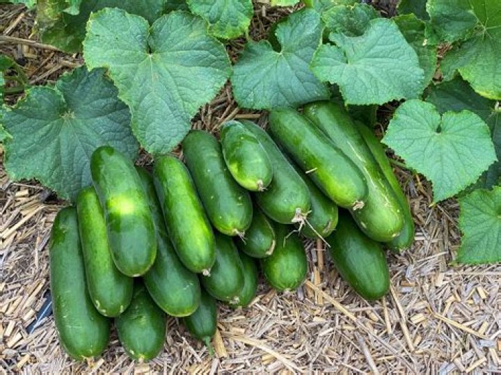 Why do my cucumber plants have flowers but no fruit