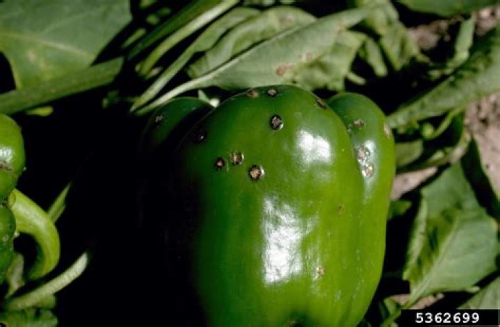 Why do my green peppers have black spots