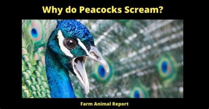 Why do peacocks scream