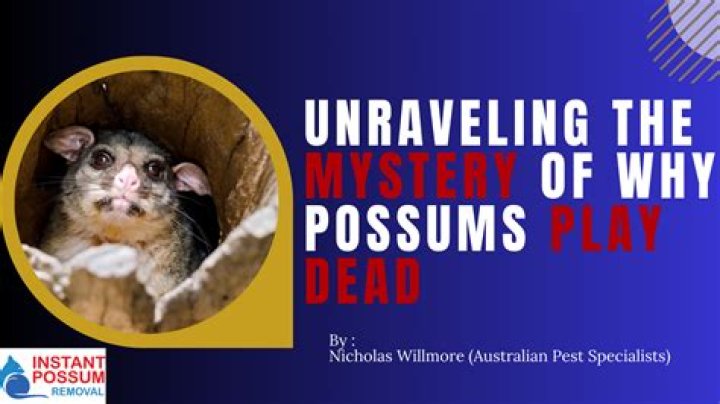 Why do possums come out at night
