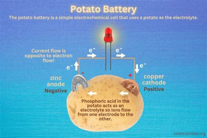 Why do potatoes produce electricity