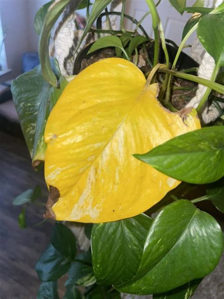 Why do pothos leaves turn yellow
