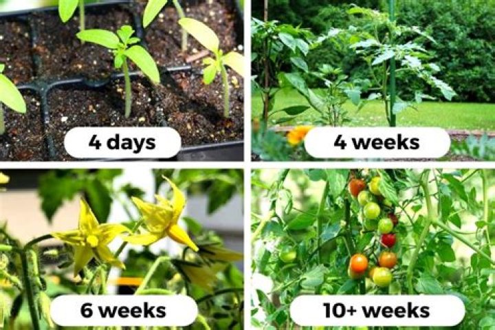 Why do tomatoes go Mouldy