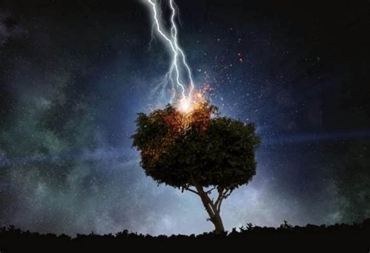 Why do trees explode when hit by lightning