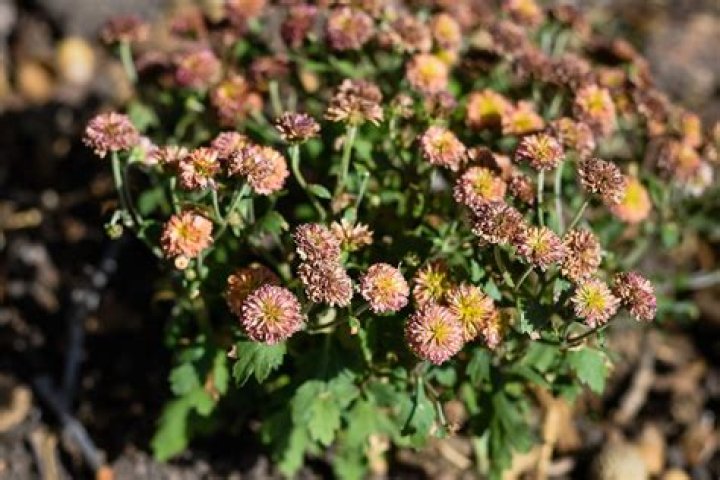 Why do yellow mums turn brown