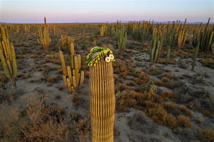 Why does a barrel cactus survive in the desert