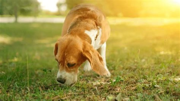 Why does a dog sniff virtually everything that encounters