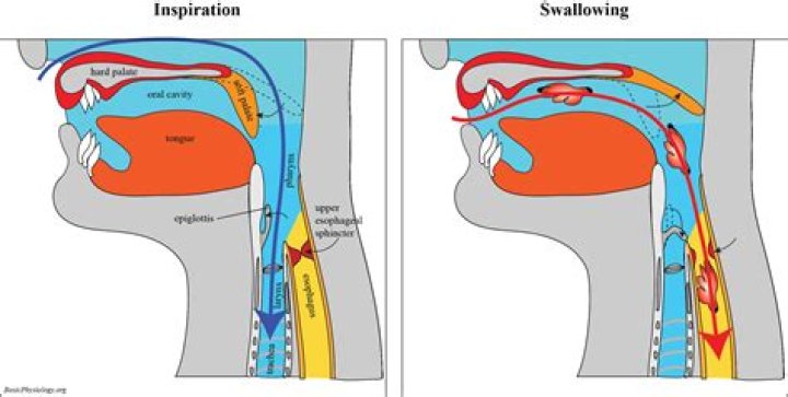 Why does a flap in your throat close when you swallow