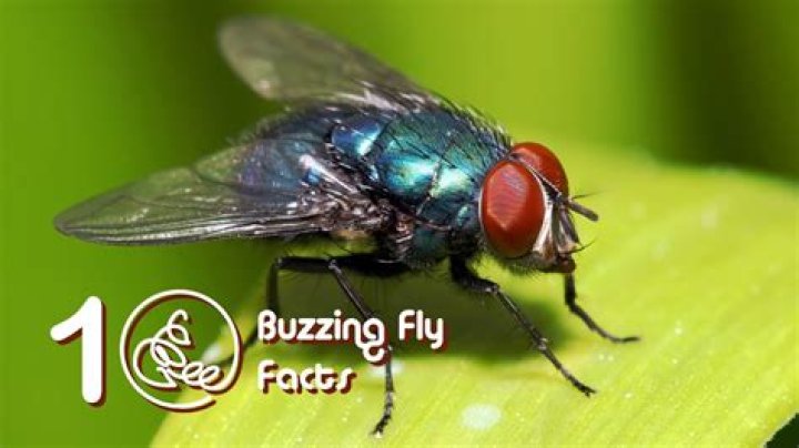 Why does a fly buzz