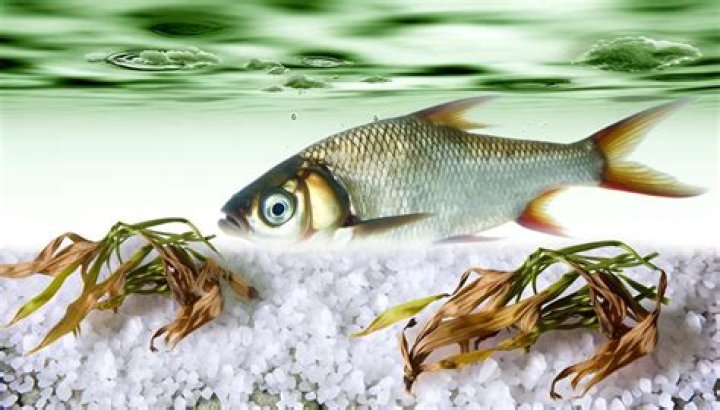 Why does a freshwater fish die in saltwater