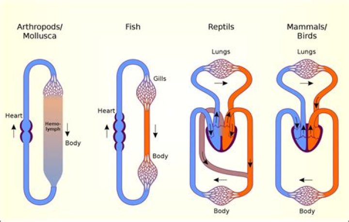 Why does a jellyfish not have a circulatory system