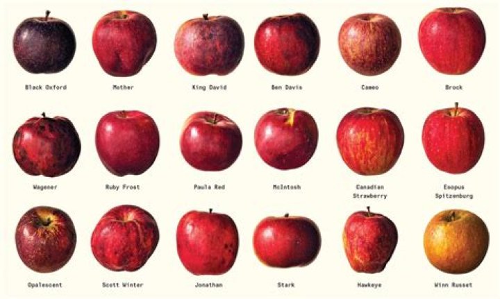 Why does a red apple appear to be red