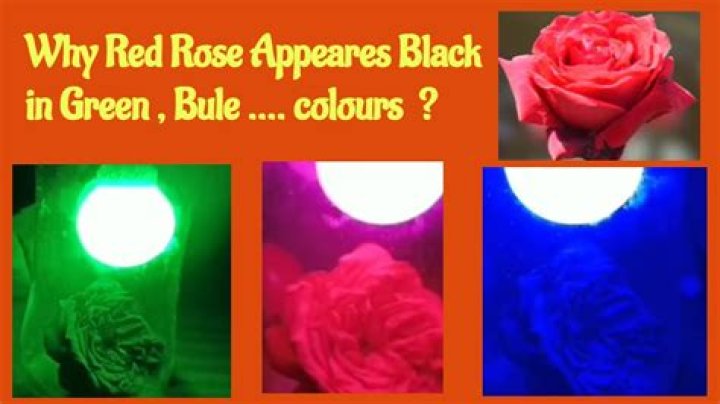 Why does a red rose appear black in green light