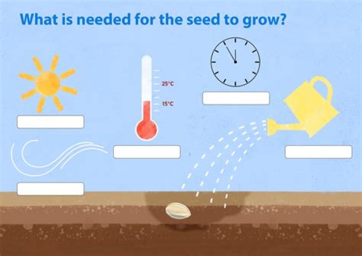 Why does a seed need water and air to germinate