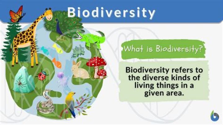Why does biodiversity matter what is the relationship between biodiversity and number of populations