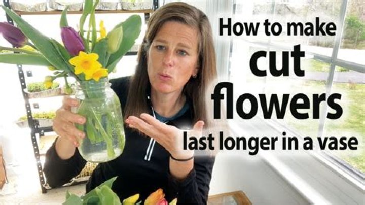Why does bleach make flowers last longer