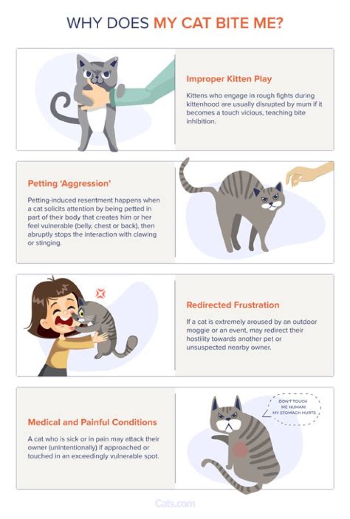 Why does my cat bite and pull my hair