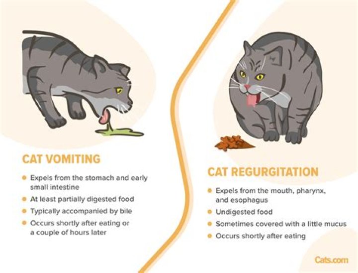 Why does my cat hates dry food