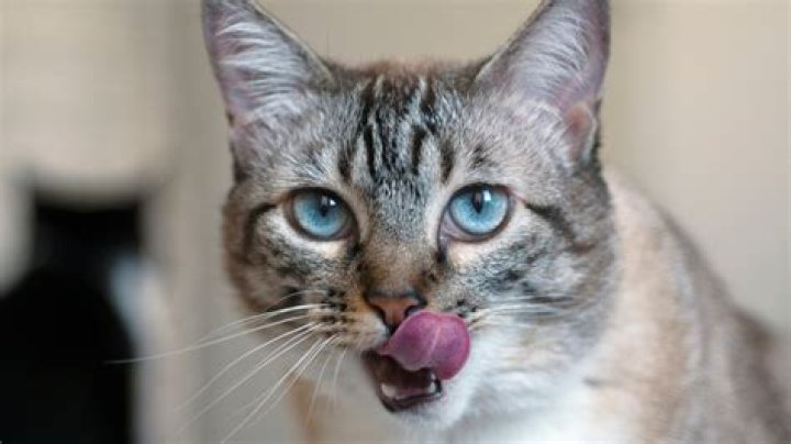 Why does my cat lick drywall