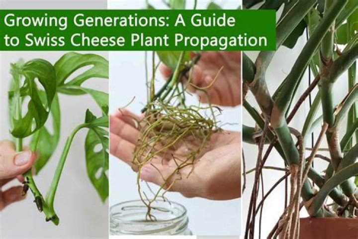 Why does my cheese plant weep