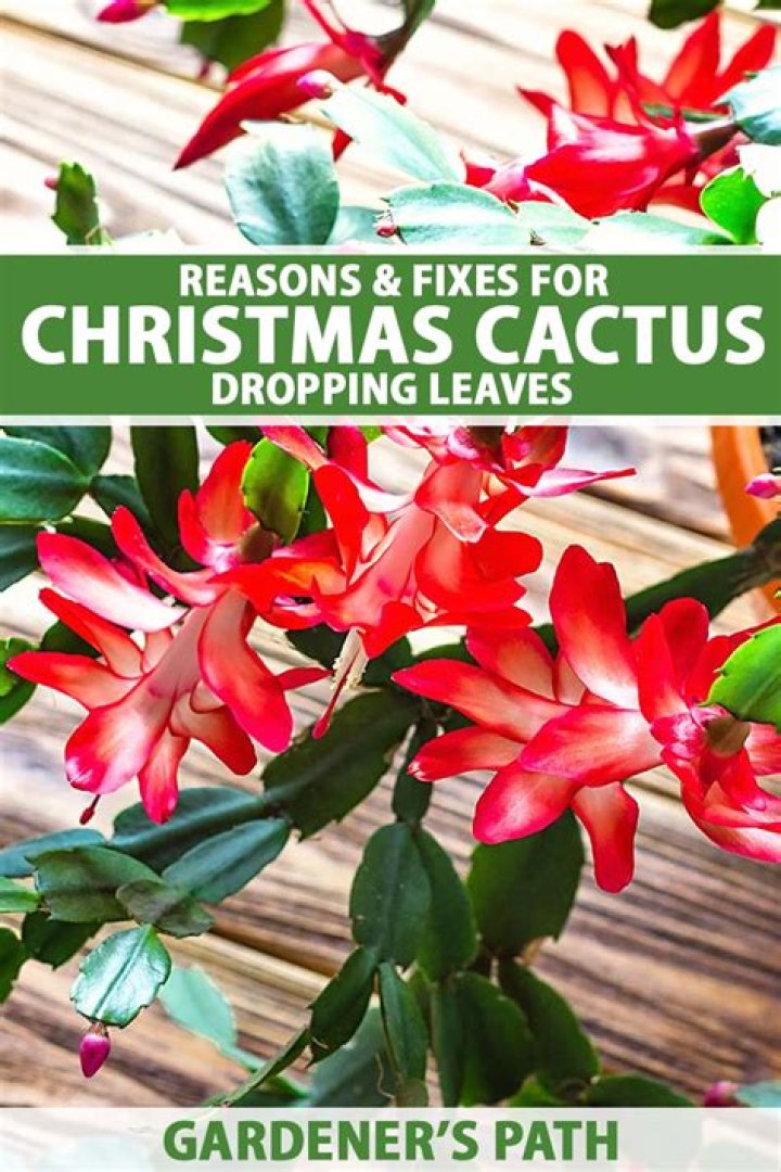 Why does my Christmas cactus only have one bloom
