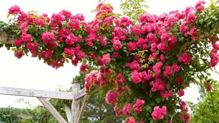 Why does my climbing rose not flower