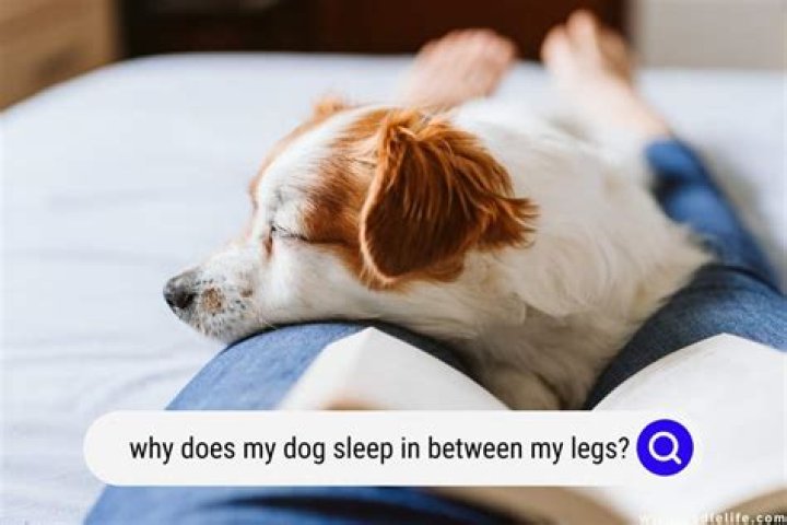Why does my dog get sick so often