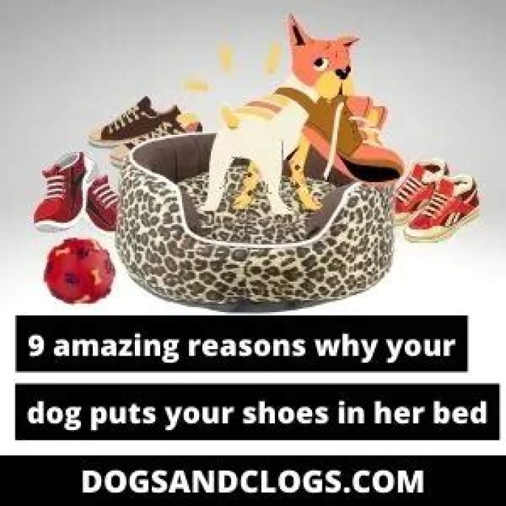 Why does my dog take my shoes to bed