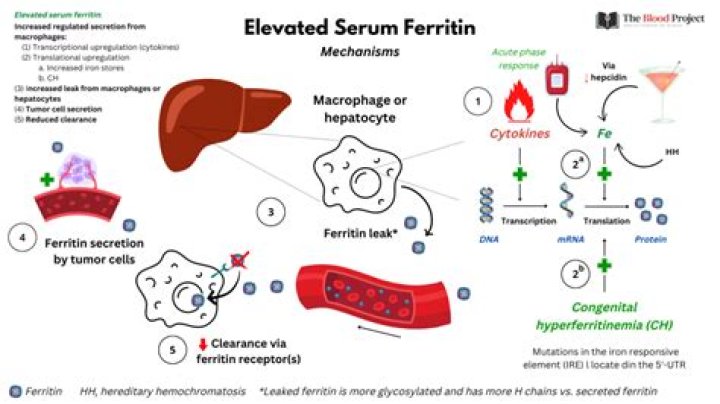 Why does my ferritin level keep dropping