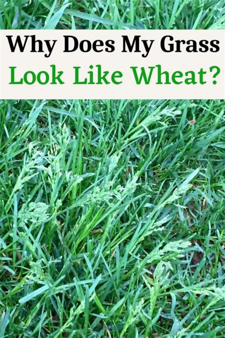 Why does my grass have dark green spots