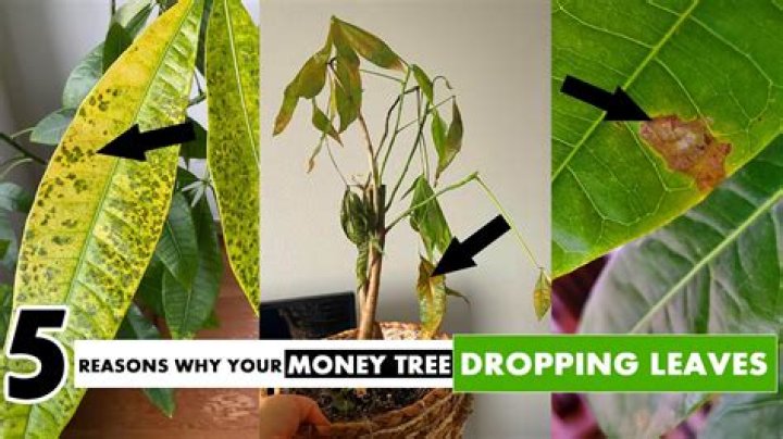 Why does my money tree leaves keep falling off