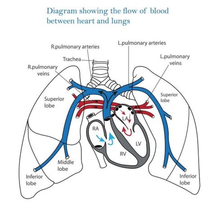 Why does pulmonary vein carry oxygenated blood