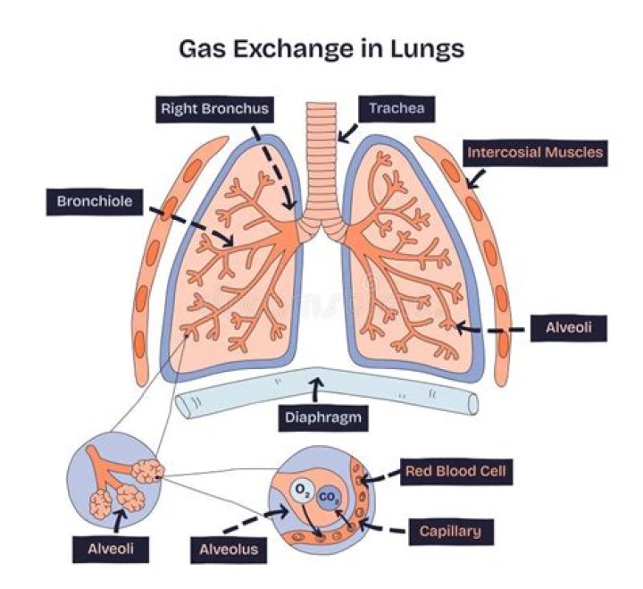 Why does the lung recoil when exhalation occurs