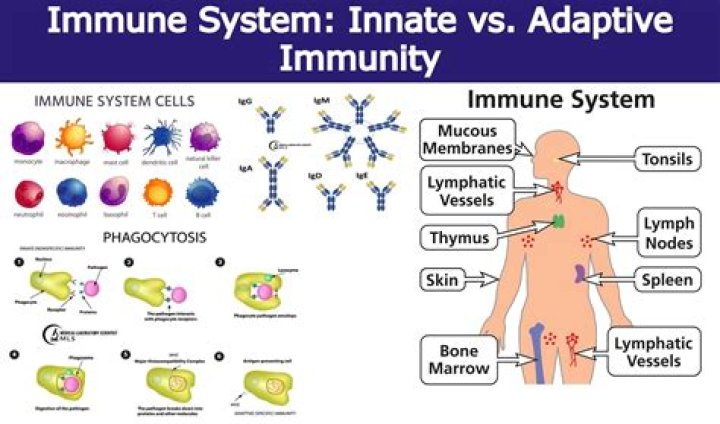 Why is active immunity important