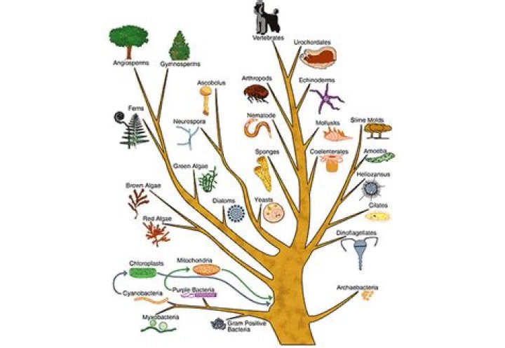 Why is an evolutionary tree a hypothesis